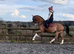 Stunning 15.2hh Hackney gelding, 10 years old, seeking his next loving home.