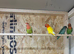 Proven bonded pair of love birds with 5 chicks
