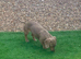Isabella mini dachshund