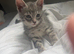 STUNNING LITTER READY FOR FOREVER HOMES