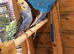 Baby budgies