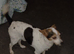 This is George chihuahua x Jack Russell