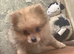 HANDSOME SABLE KLEIN SPITZ DOG PUPPY. K.C.