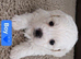5 Bichon Frise Puppies