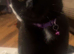 Female cat for sale