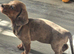 2 Beautiful Dachshund puppies for sale