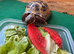Horsfield tortoise