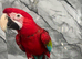 Stunning HandReared Hand Tame Talking Greenwing Macaw