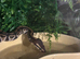 X2 royal python