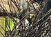 Native Green Finches