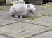 Lionhead Male