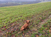 Fox red working cocker spaniel for stud