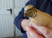 Assorted Quails for sale