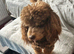 3 toy poodles