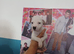 Puppy Staffordshire Bull Terrier
