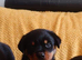 Top quality rottweiler puppies