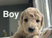 Lovely Pupies ready to leave us on 13th July