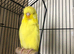 Tame baby Exhibition budgie