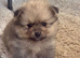 Beautiful Pomeranian Puppies for Sale