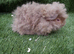 Boar guinea pigs