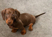 KC miniature dachshund