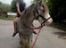 BLUE – 13.2hh Blagdon Gelding – 4 Years Old –