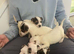 Jack russell