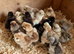 USA SUPER FLUFFY SILKIES &POLISH
