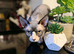 Sphynx proven stud only not sale