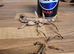 Giant prickly stick insects adults