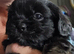 Shih tzu Puppies from 20.06.26