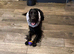 Year old male cocker spaniel 14 months