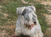 Turtle mini schnauzer