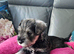 Minature Shnauzer Puppy