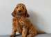 Stunning Cockapoo pup Boy