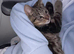 2 tabby kittens