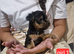 F1 Stunning purebred yorkshire terrier's ️