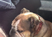 Mum and Daughter English Bulldogs For Sale