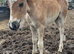 Mare and filly foal for sale