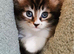Beautiful Maine Coon Kittens