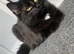 Half Maine coone cat for sale