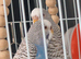 Adult budgies with red eyes