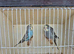 Pretty budgies available for new homes.