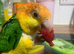 Lovely white belly caique