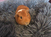 Male guinea pig, cage and accessories