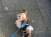 3.6kg Biewer terrier scrappy stud only