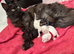 Mainecoon kittens Ready Now