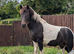 Two ponies for sale