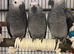 Stunning african grey baby's