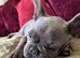 Frenchie for sale